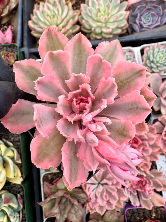 Echeveria Neon Breaker Variegated | Rare Imported Succulent | Collector’s Succulent