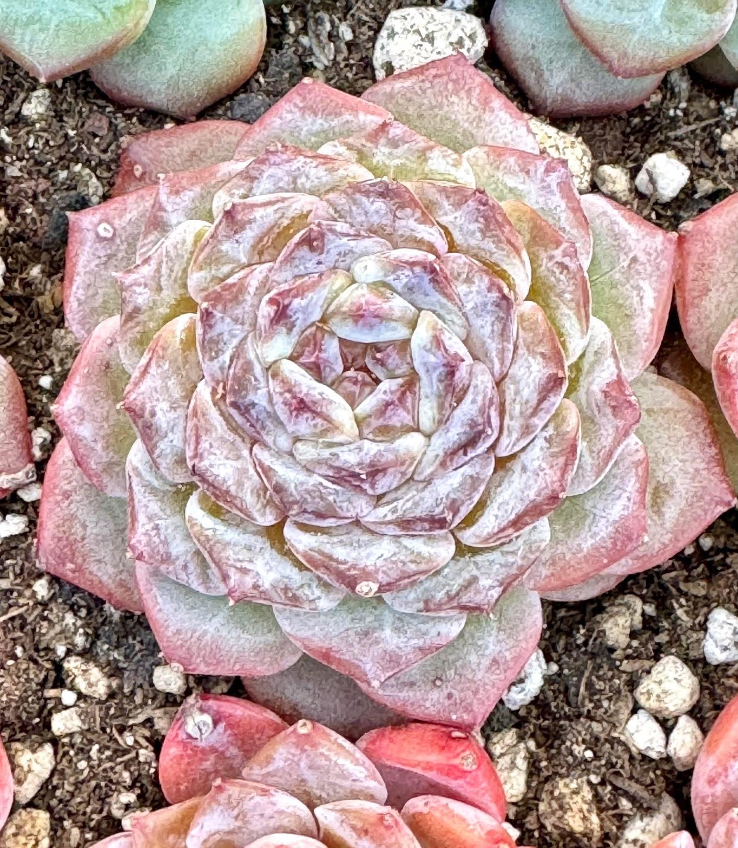 Echeveria Purple Ink | Live Succulent Plant | Korean Succulent | Variegated Echeveria | Imported Plants