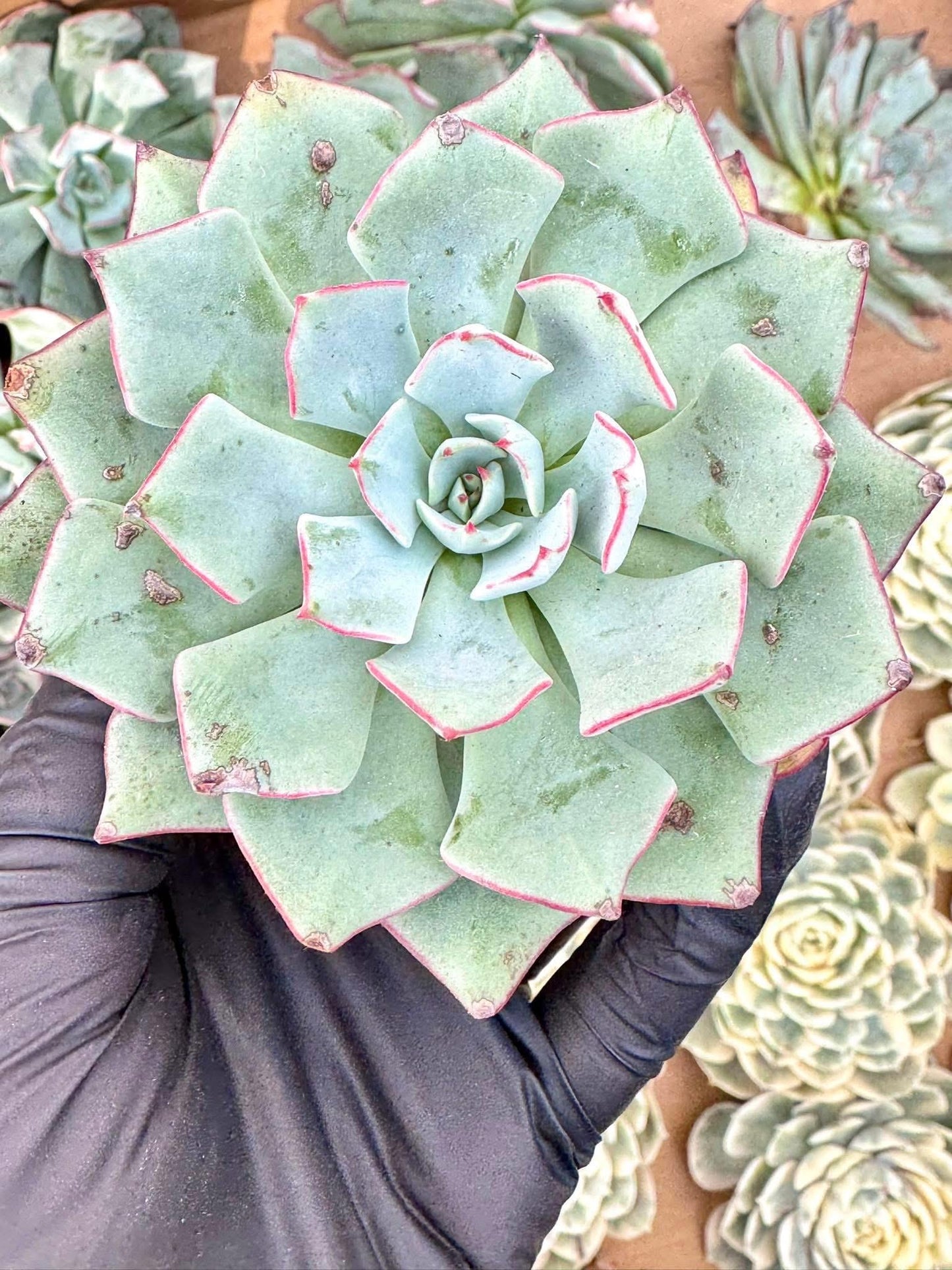 Echeveria Strictiflora | Live Succulent Plant | Korean Succulent | Variegated Echeveria | Imported Plants