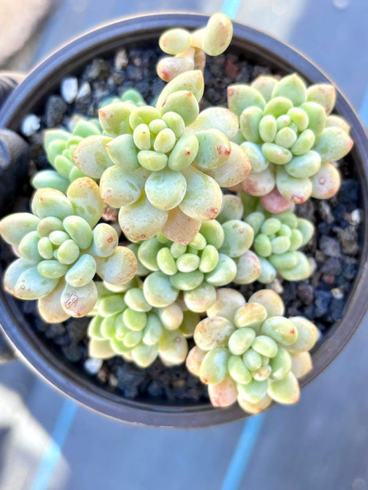 Echeveria Daphne | 4” pot | Live Succulent Plant | Korean Succulent | Variegated Pachyveria | Imported Plants