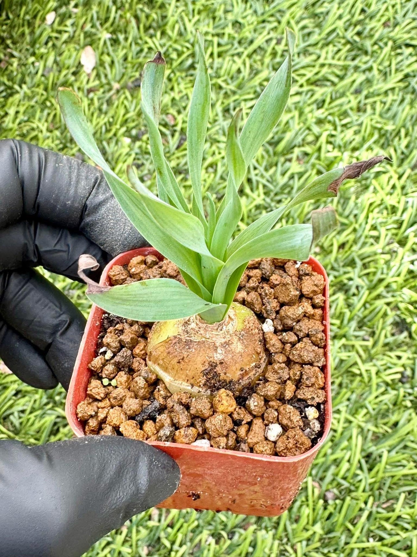 Albuca Namaquensis Baker | Live Succulent Plant | Korean Succulent | Variegated Pachyveria | Imported Plants