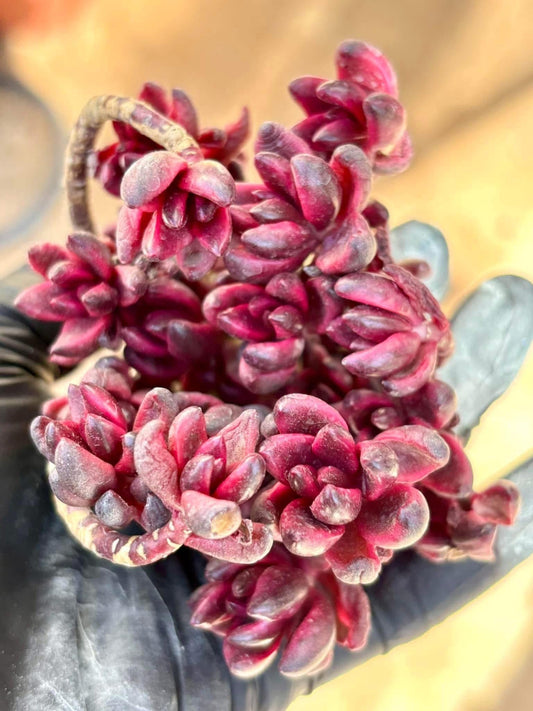 Sedeveria Chocolate Variegated | Live Succulent Plant | Korean Succulent | Variegated Pachyveria | Imported Plants | Echeveria Clusters