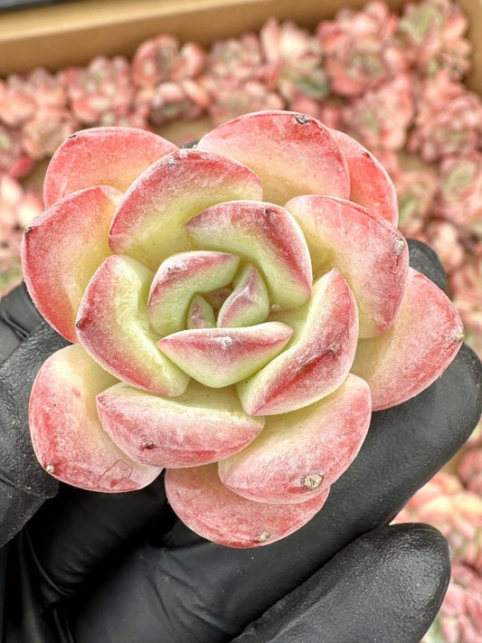 Echeveria Snowy Night | Rare Imported Succulent | Collector’s Succulent