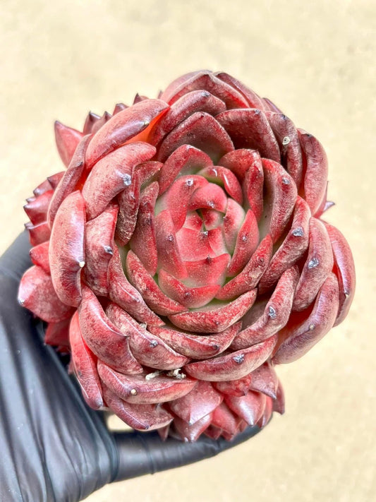 Echeveria Ruoxi | Live Succulent Plant | Imported Plants | Imported Echeveria
