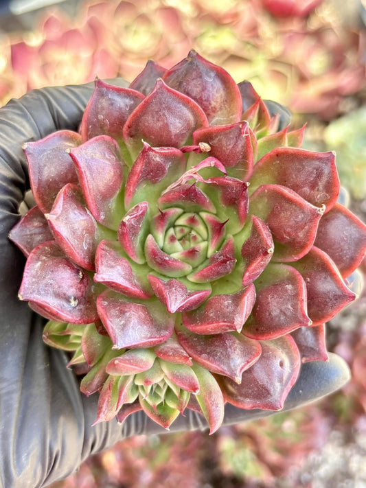 Echeveria Cocoa Bean with teardrop | Live Succulent Plant | Korean Succulent | Rare Imported Echeveria | Imported Plants
