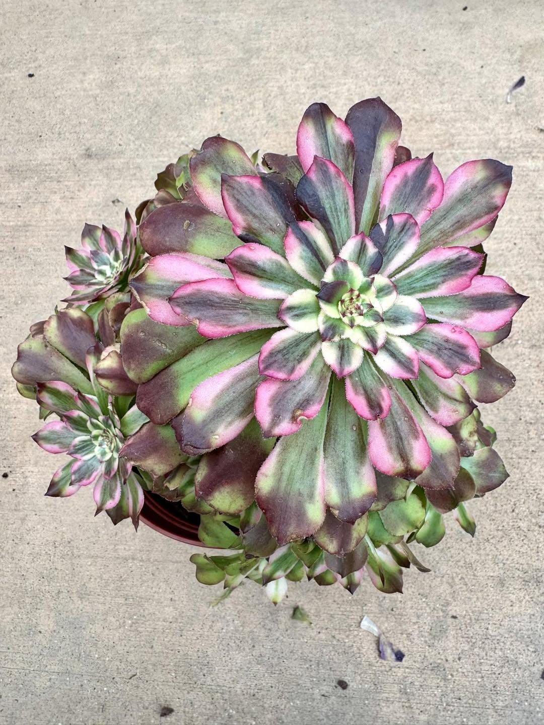 Aeonium Tsar | Rare Imported Succulent | Collector’s Succulent