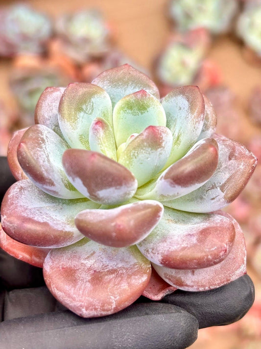 Echeveria Snow Baby | Live Succulent Plant | Korean Succulent | Rare Imported Echeveria | Imported Plants