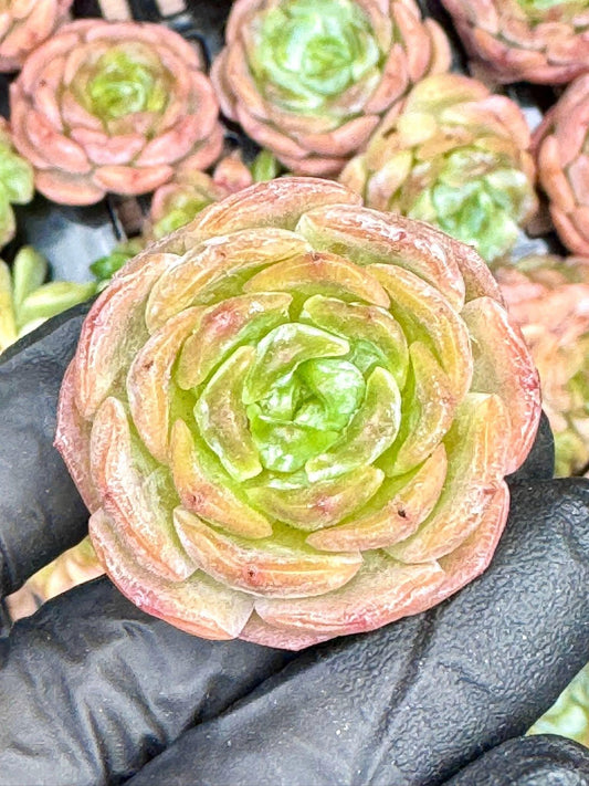 Echeveria Melting Crystal (5pcs) | Live Succulent Plant | Korean Succulent | Rare Imported Echeveria | Imported Plants
