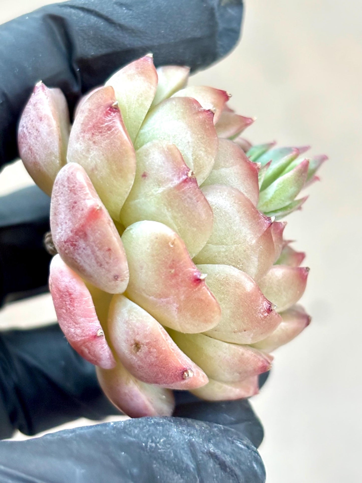 Echeveria Coke| Live Succulent Plant | Korean Succulent | Variegated aeonium | Imported Plants |