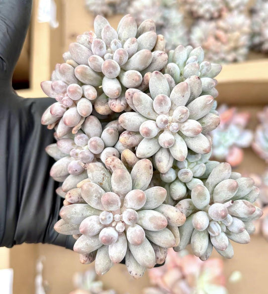 Pachyphytum Baby Finger | Live Succulent Plant | Korean Succulent | Rare Imported Echeveria | Imported Plants
