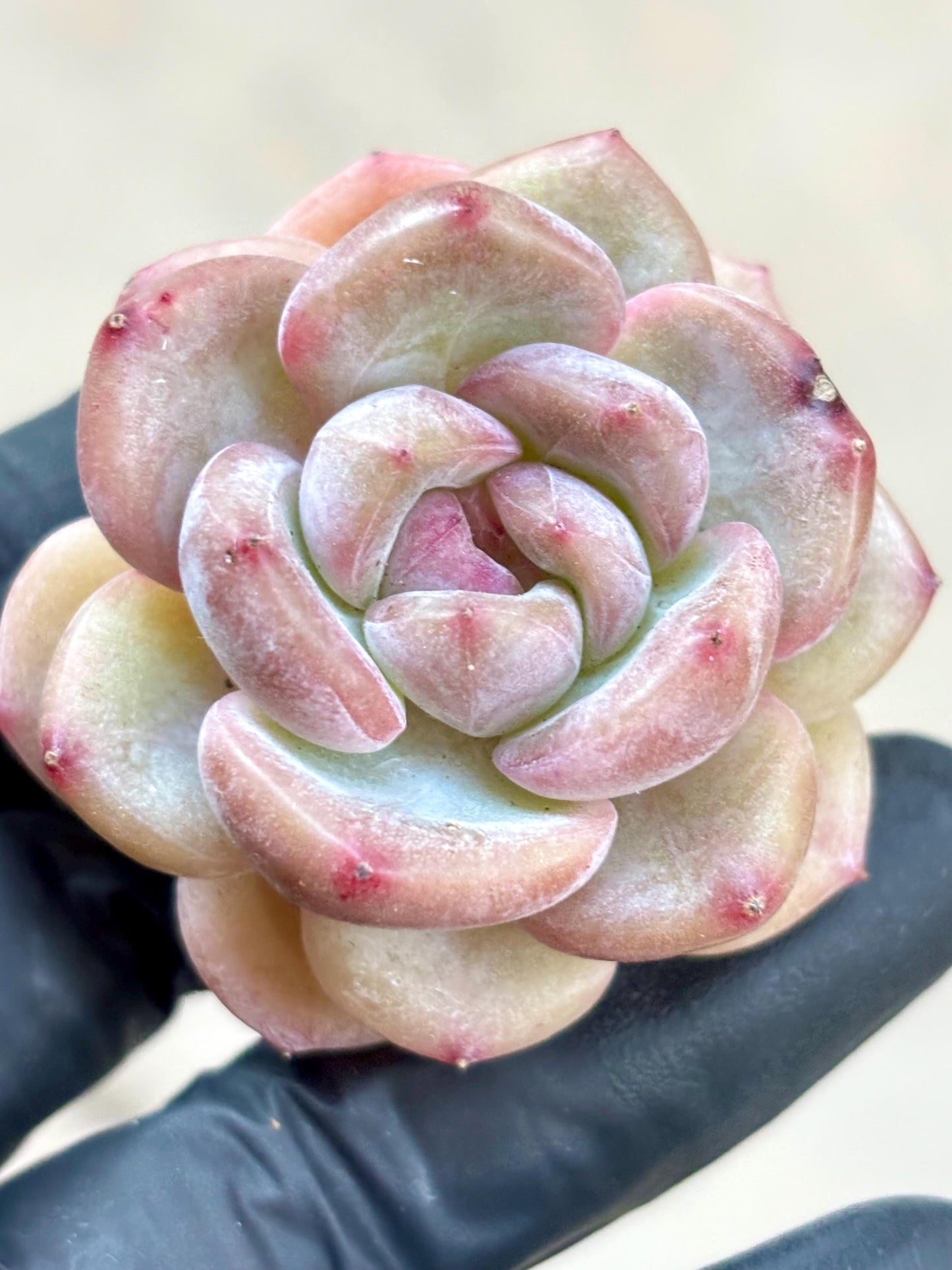 Echeveria Capuccino | Live Succulent Plant | Korean Succulent | Rare Imported Echeveria | Imported Plants