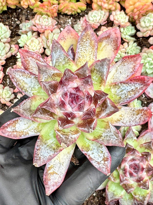 Echeveria Secret Thought | Live Succulent Plant | Korean Succulent | Rare Imported Echeveria | Imported Plants