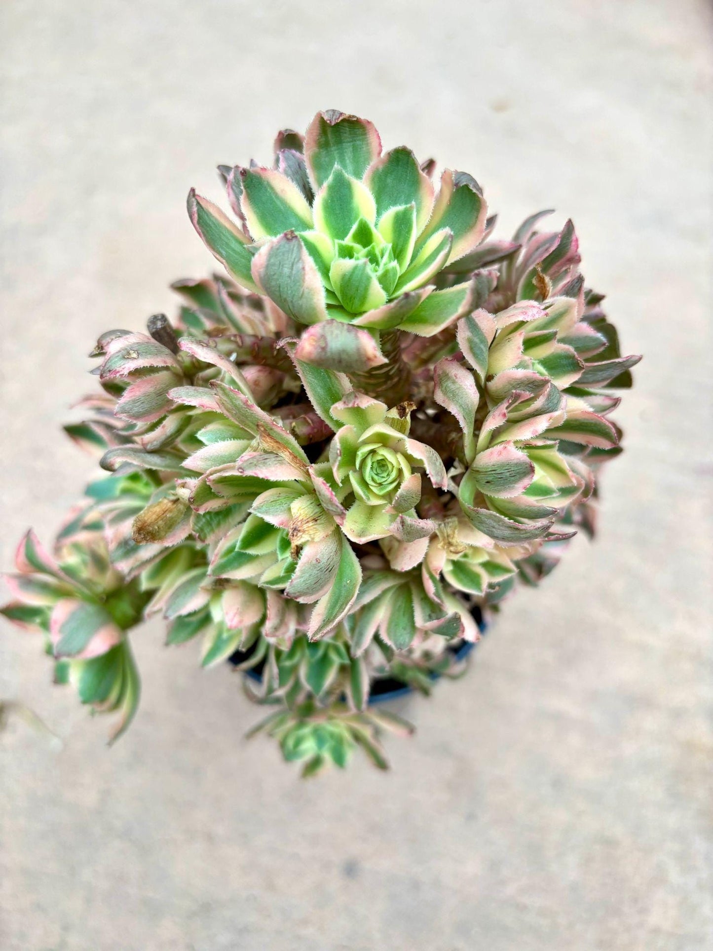Aeonium Yanning Teacup Variegated | Live Succulent Plant | Korean Succulent | Rare Imported Echeveria | Imported Plants