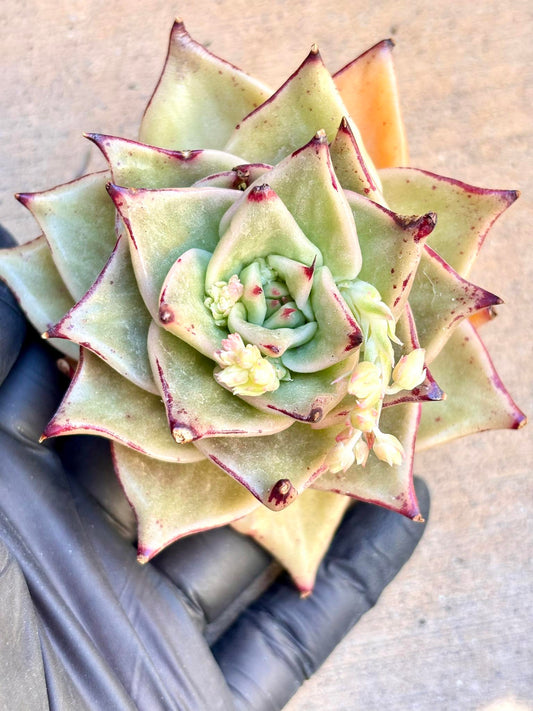 Echeveria Cello Variegated | Live Succulent Plant | Korean Succulent | Rare Imported Echeveria | Imported Plants