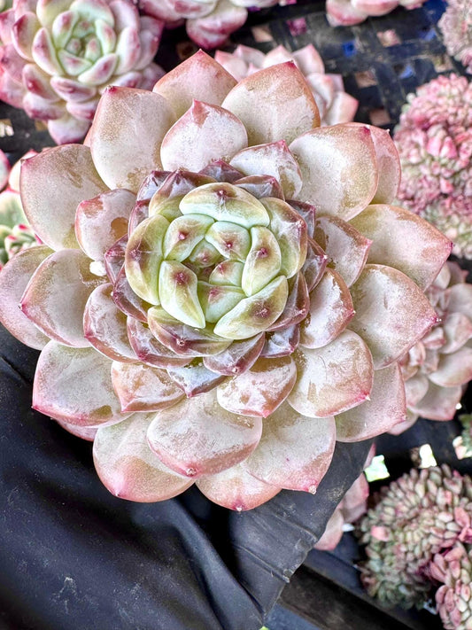 Echeveria Coral Island | Live Succulent Plant | Korean Succulent | Variegated Echeveria | Imported Plants