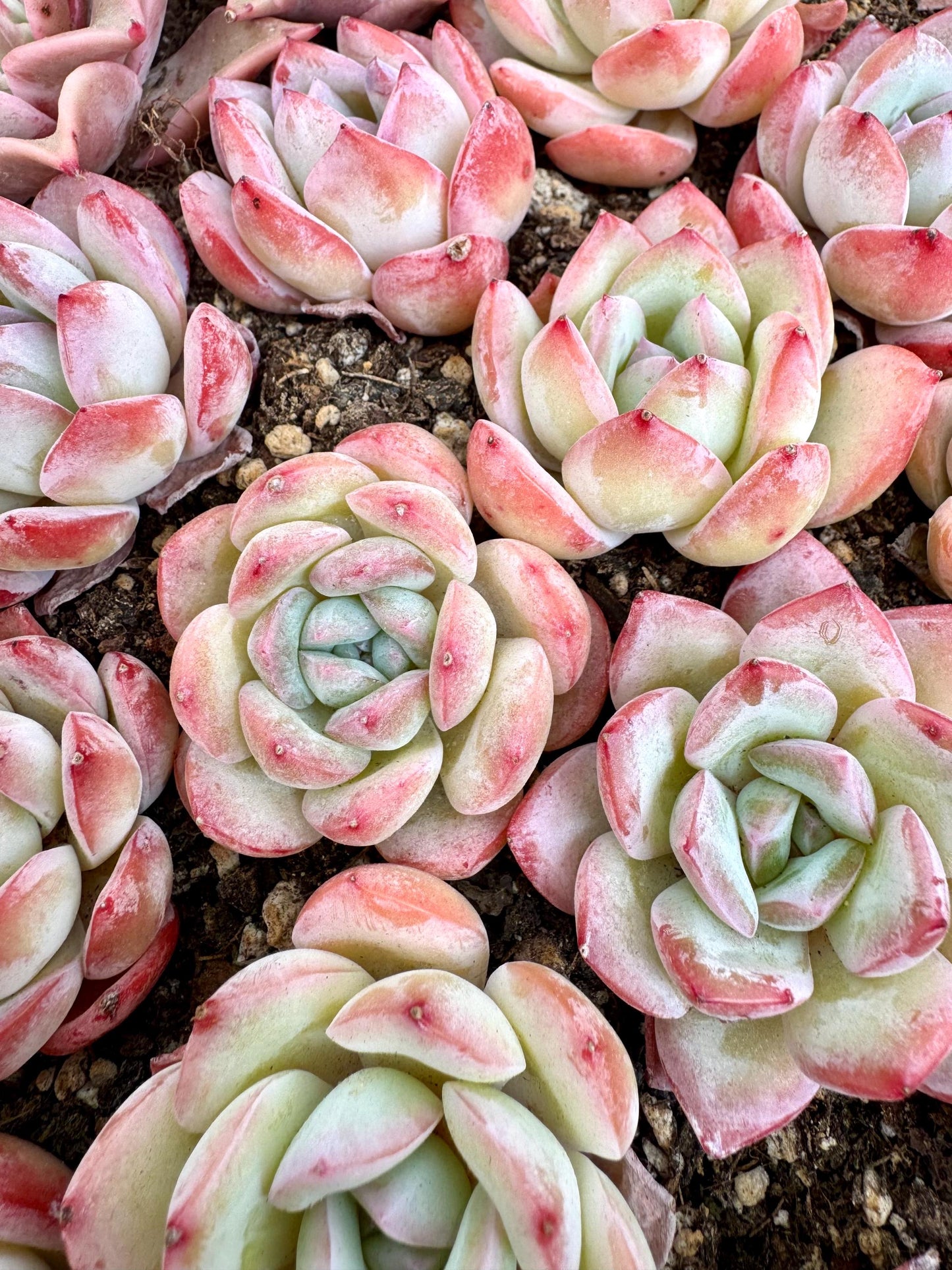 Echeveria Queen Sasa | Live Succulent Plant | Korean Succulent