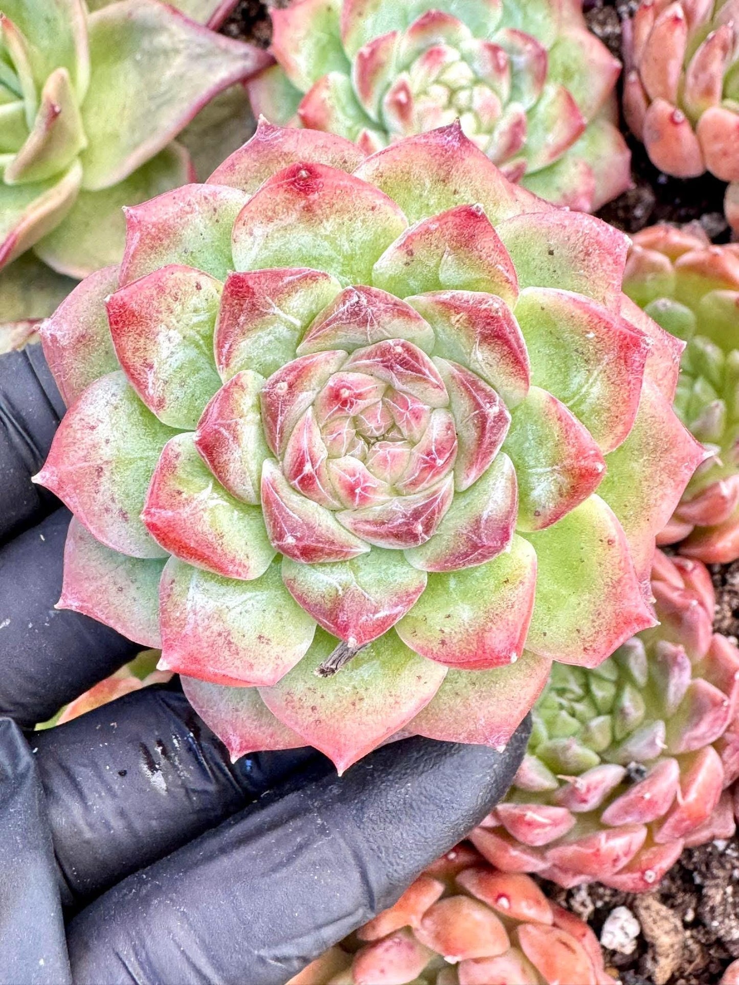 Echeveria Night Bird | Live Succulent Plant | Korean Succulent | Variegated Echeveria | Imported Plants