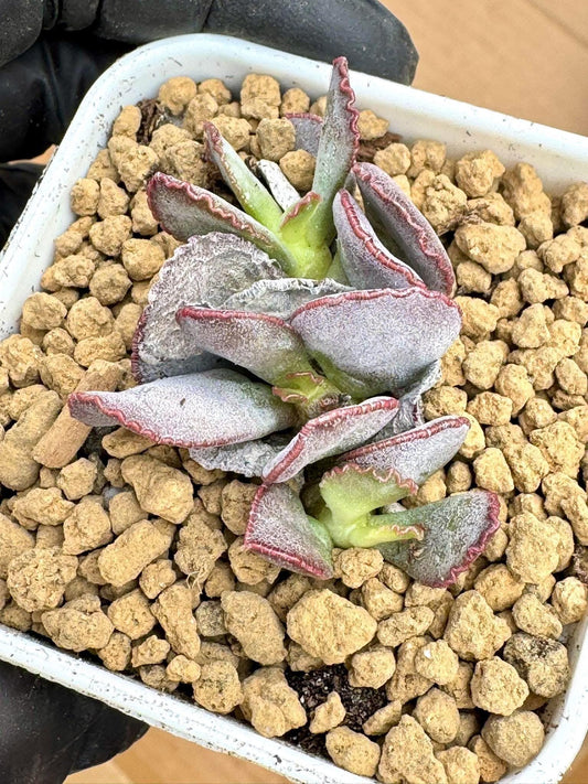Adromischus Red Edge | Live Succulent Plant | Rare succulent