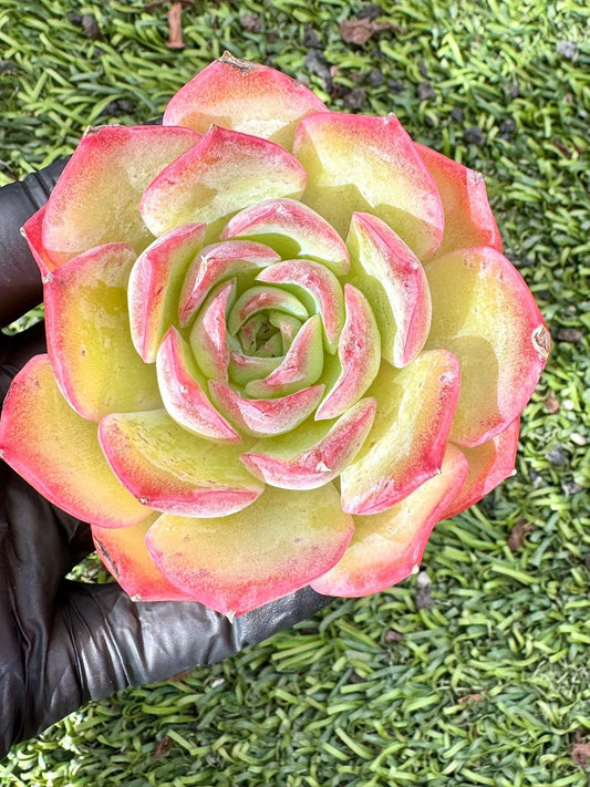 Echeveria Dawn | Live Succulent Plant | Korean Succulent | Variegated Echeveria | Imported Plants