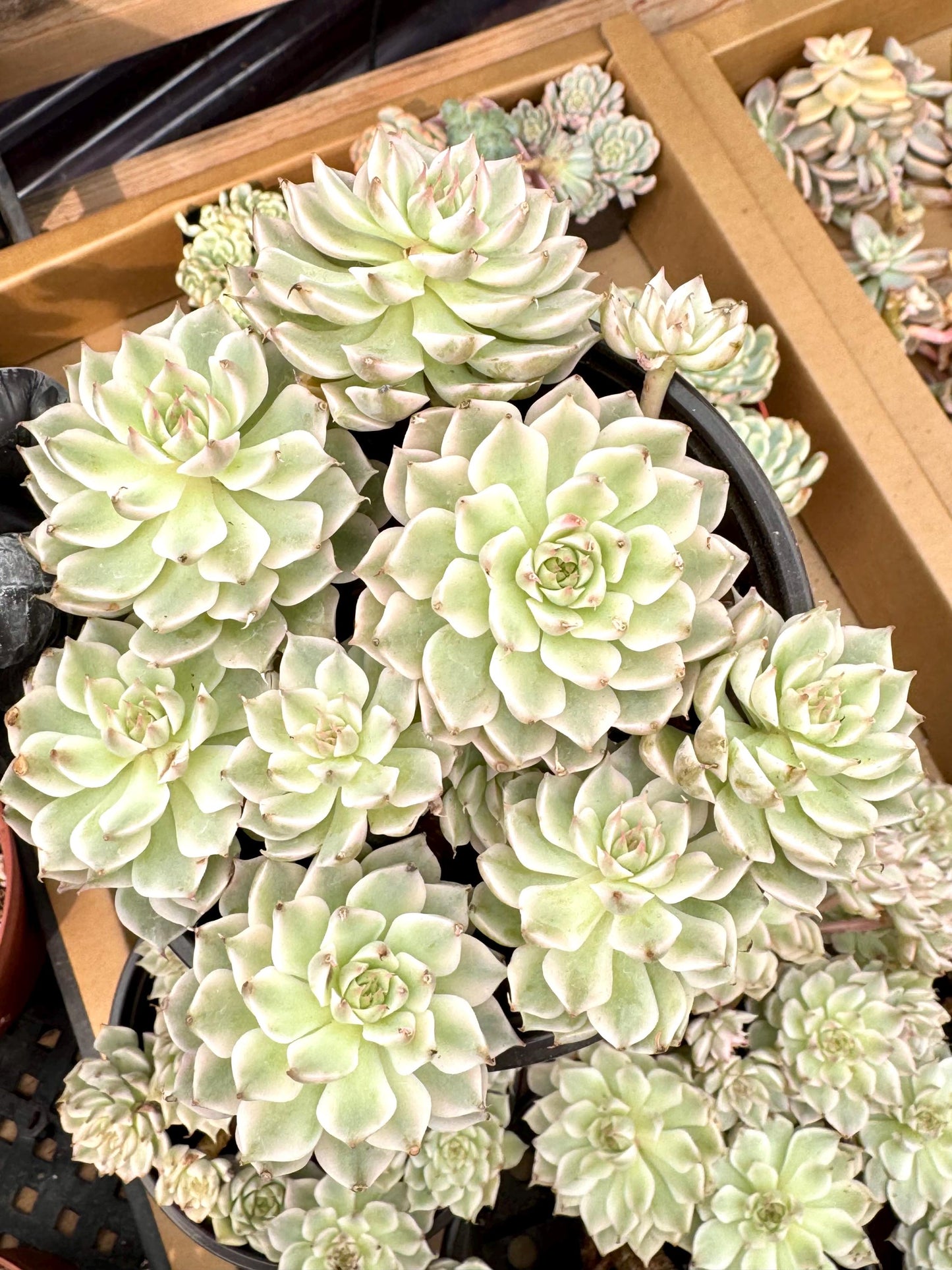 Echeveria Fire Cloud | Live Succulent Plant | Korean Succulent | Variegated Echeveria | Imported Plants