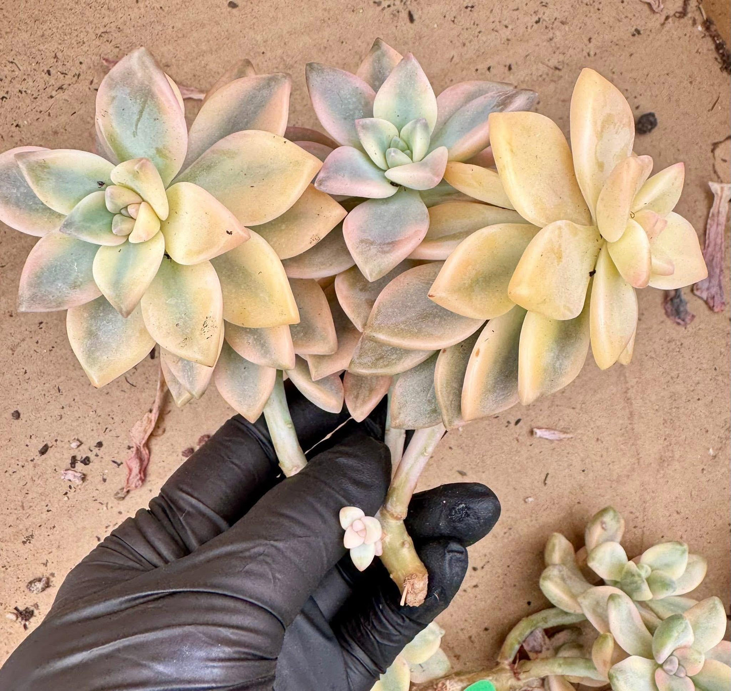 Echeveria Awayuki Variegated | Live Succulent Plant | Korean Succulent | Variegated Echeveria | Imported Plants