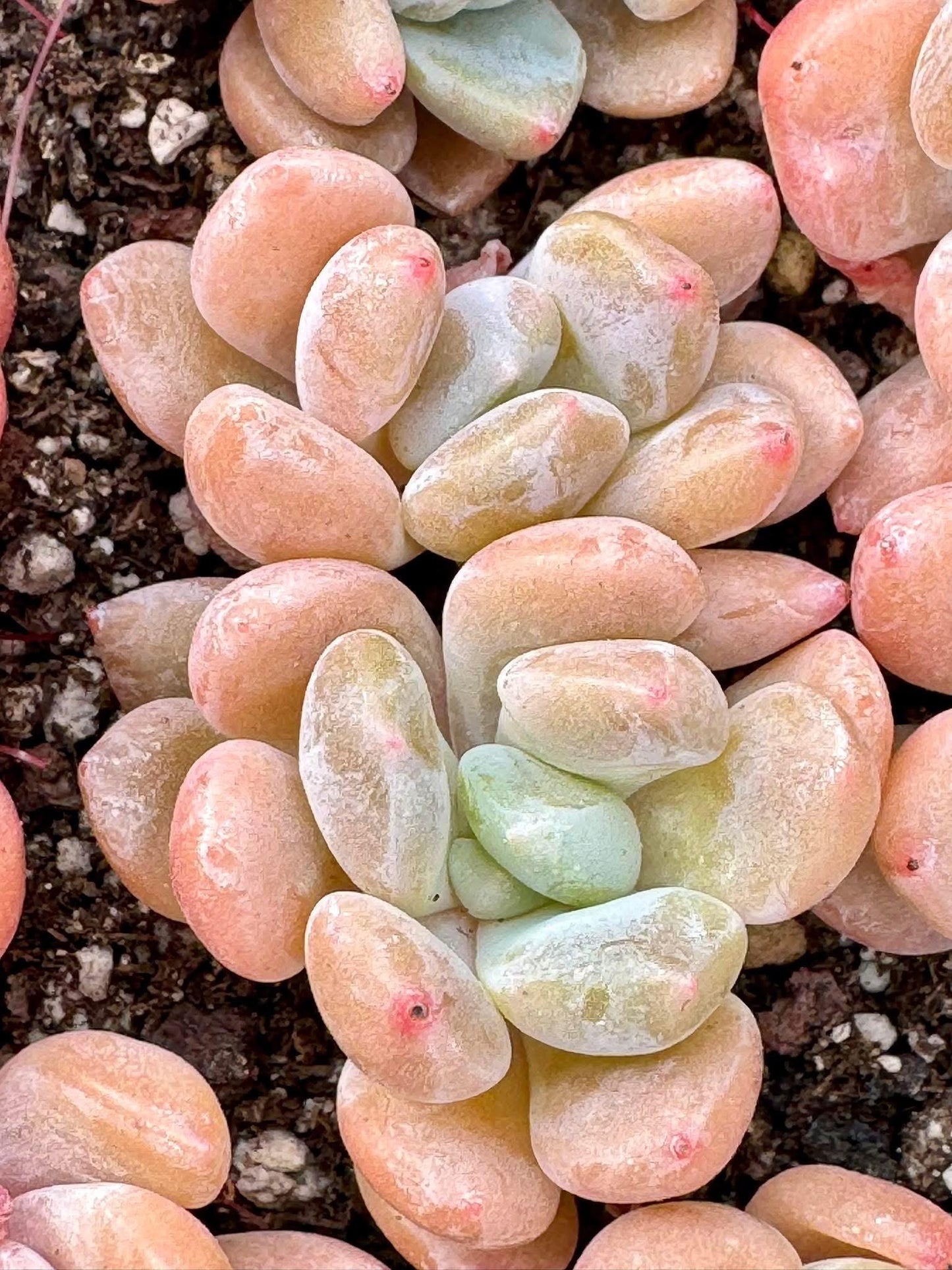 Echeveria Birch | Live Succulent Plant | Variegated Echeveria - Pack of 5 Pcs