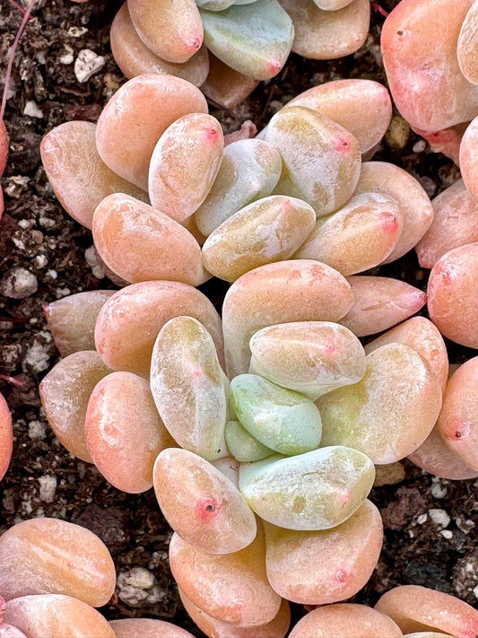 Echeveria Birch | Live Succulent Plant | Variegated Echeveria - Pack of 5 Pcs