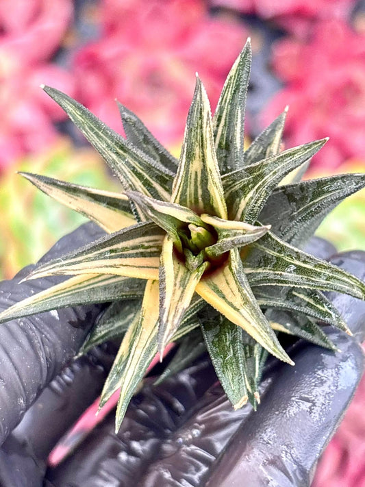 Haworthia Ivory Tower Variegated | Live Succulent Plant | Korean Succulent | Rare Imported Haworthia | Imported Plants