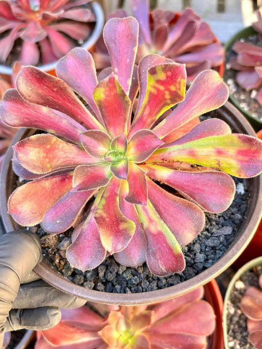 Aeonium Afterglow | Live Succulent Plant | Rare Imported Aeonium | Imported Plants