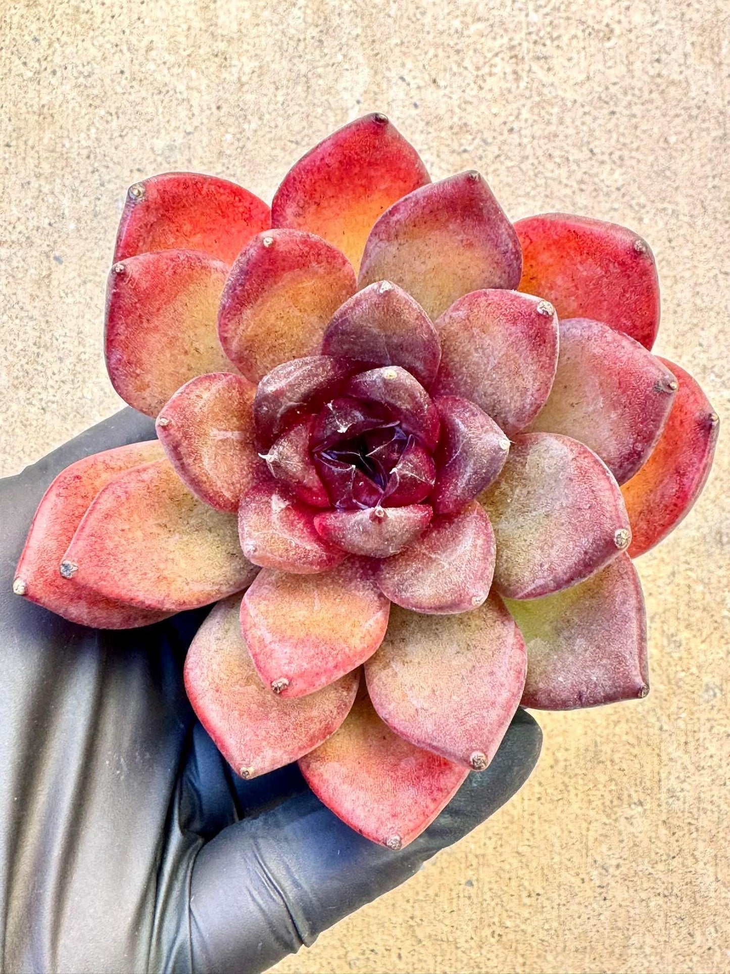 Echeveria Mysterious Wind | Live Succulent Plant | Korean Succulent | Rare Imported Echeveria | Imported Plants