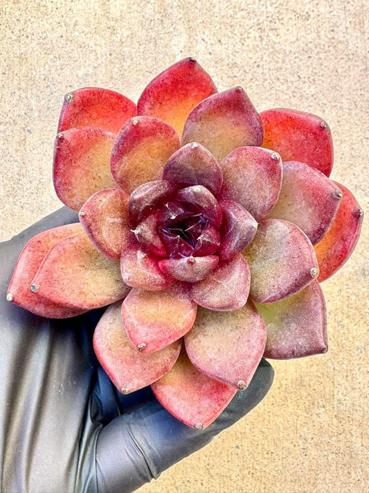 Echeveria Mysterious Wind | Live Succulent Plant | Korean Succulent | Rare Imported Echeveria | Imported Plants