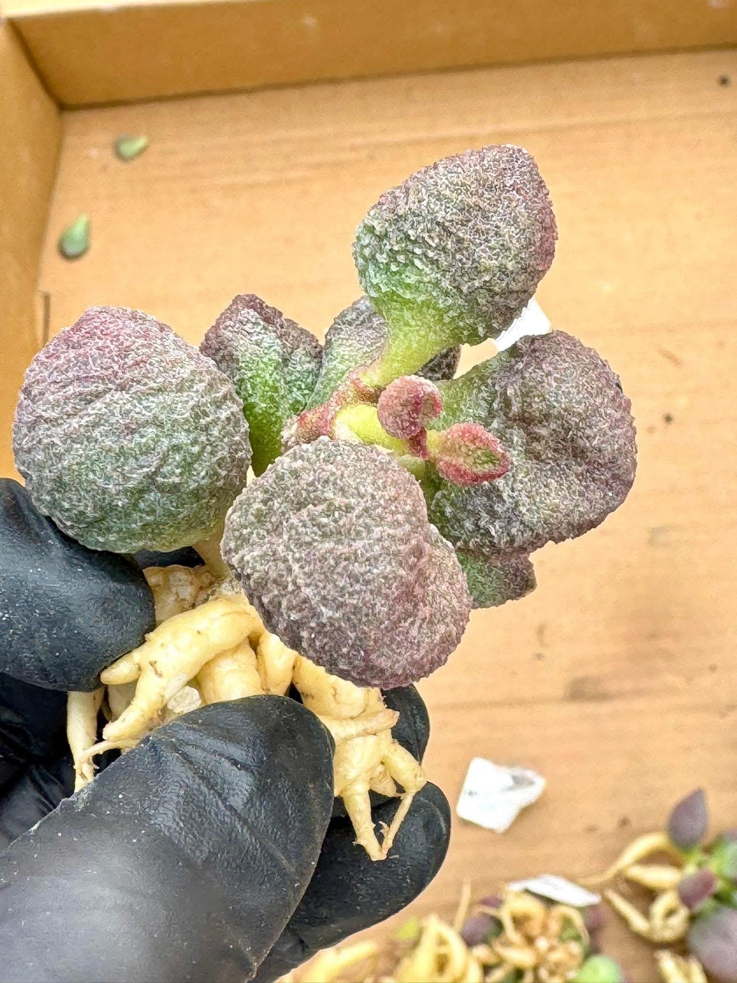 Adromischus Peach | Live Succulent Plant | Rare succulent