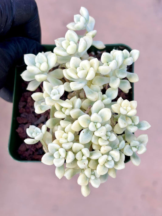 Echeveria Mendozae Variegated | Live Succulent Plant | Korean Succulent | Rare Imported Echeveria | Imported Plants
