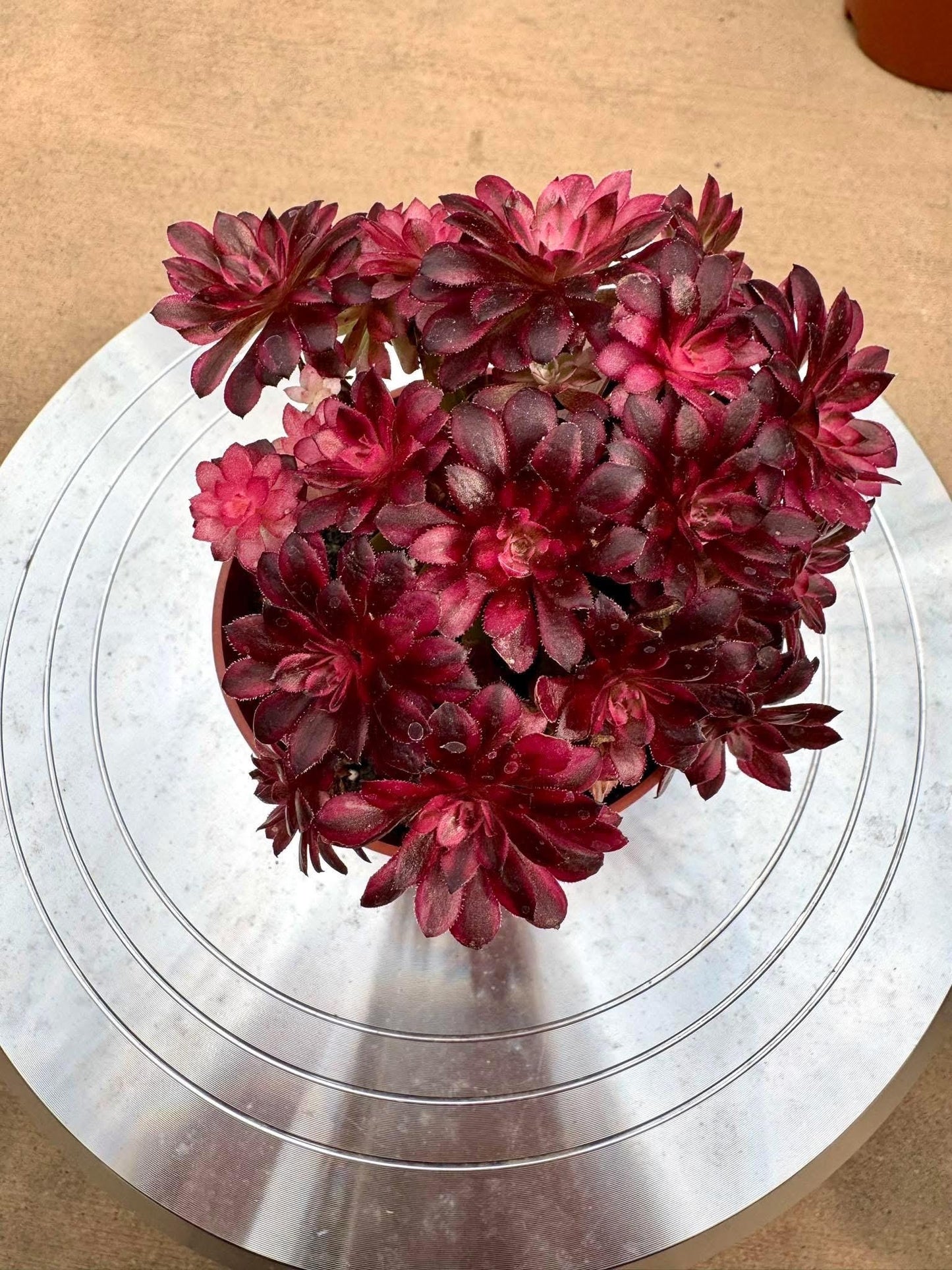 Aeonium Black Zwartkin Teacup Lollipop | Rare Imported Succulent | Collector’s Succulent