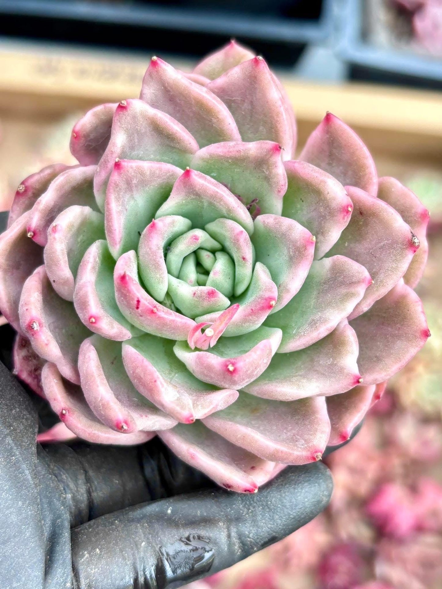 Echeveria Floriana Variegated | Live Succulent Plant | Korean Succulent | Rare Imported Echeveria | Imported Plants