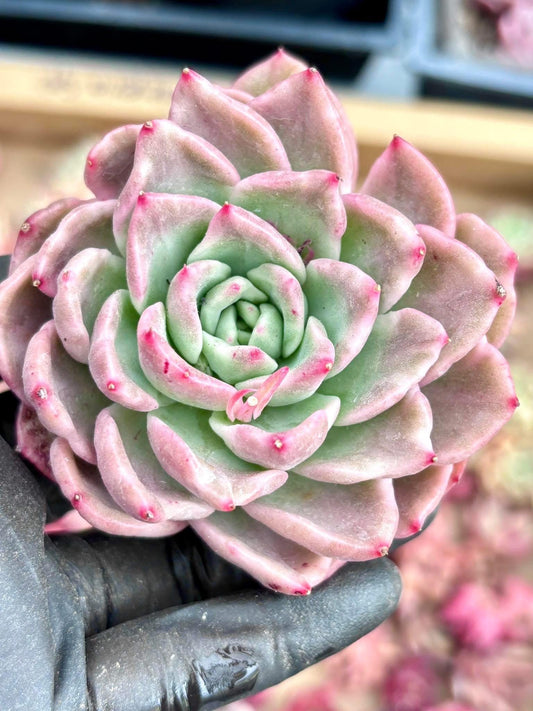 Echeveria Floriana Variegated | Live Succulent Plant | Korean Succulent | Rare Imported Echeveria | Imported Plants