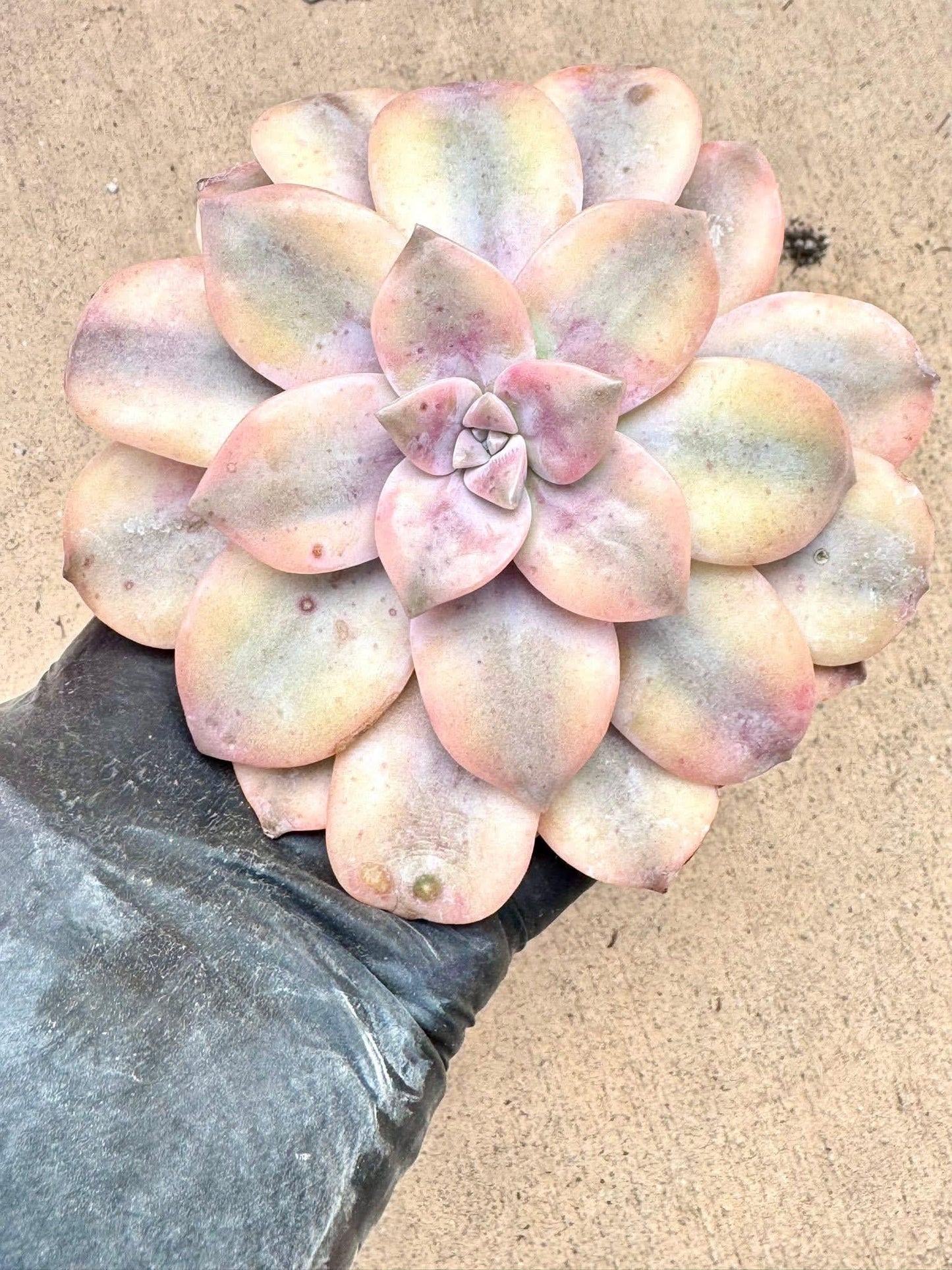 Echeveria Superbum Variegated | Live Succulent Plant | Korean Succulent | Variegated Echeveria | Imported Plants | Echeveria Clusters