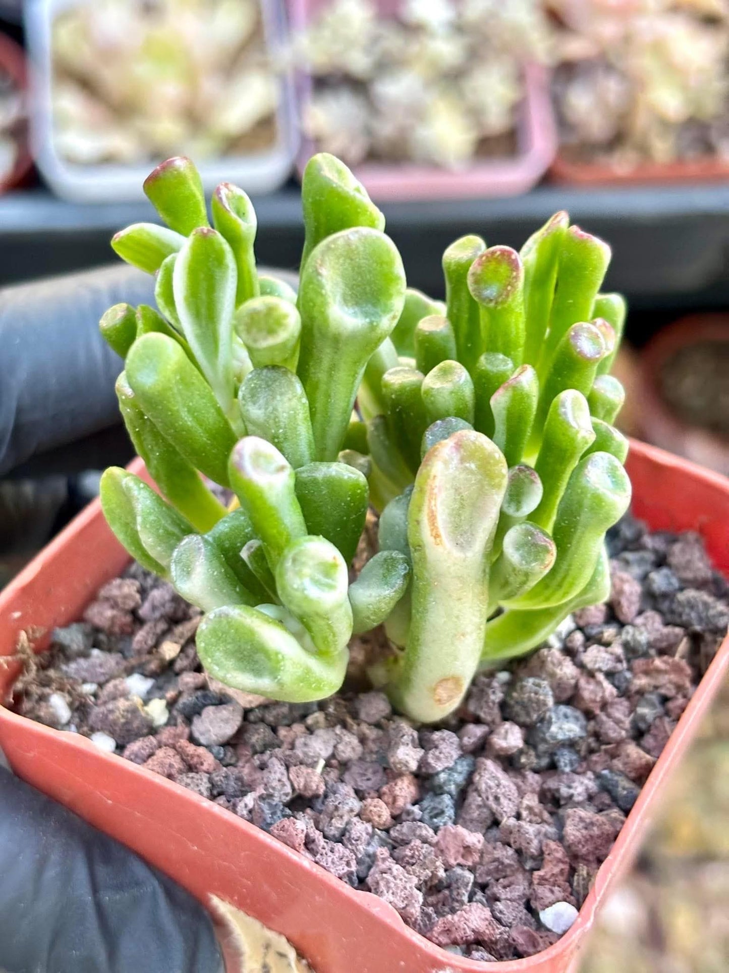 Crassula Gollum Variegated size 2.5” | Live Succulent Plant | Imported Plants | Variegated Succulent