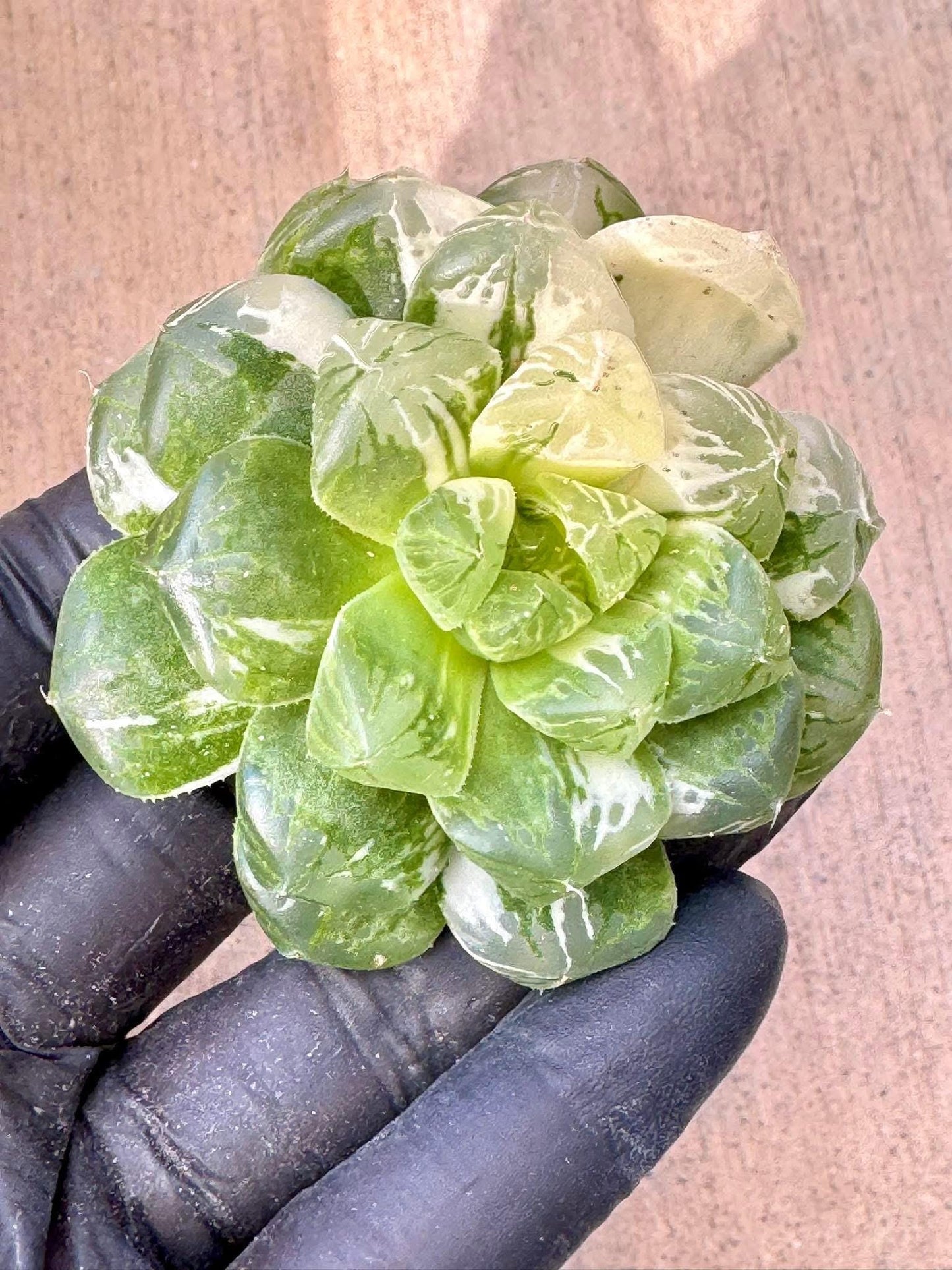 Haworthia Ice Lantern Crystal | Live Succulent Plant | Korean Succulent | Variegated Echeveria | Imported Plants