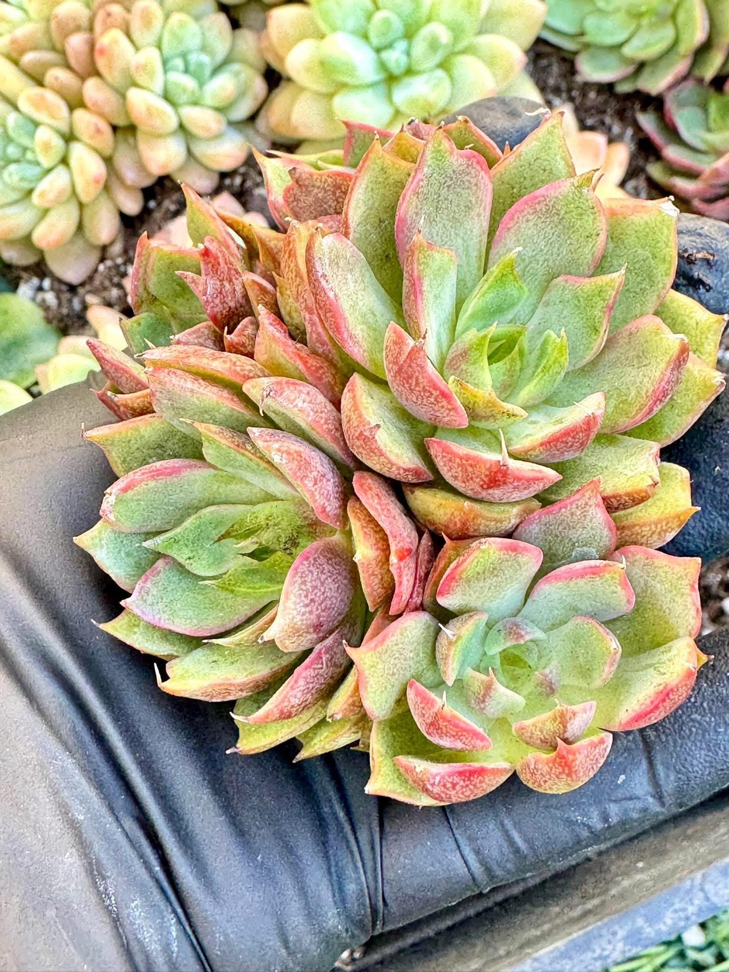 Echeveria Siddas | Live Succulent Plant | Echeveria Cluster | Rare Imported Echeveria | Imported Plants