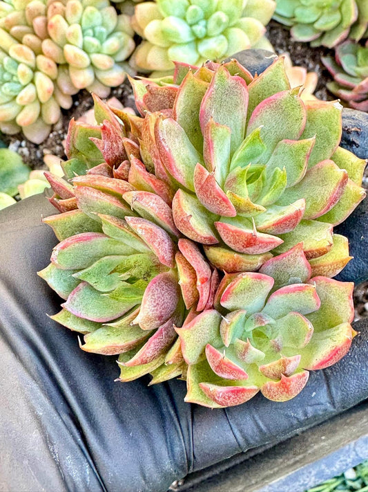 Echeveria Siddas | Live Succulent Plant | Echeveria Cluster | Rare Imported Echeveria | Imported Plants