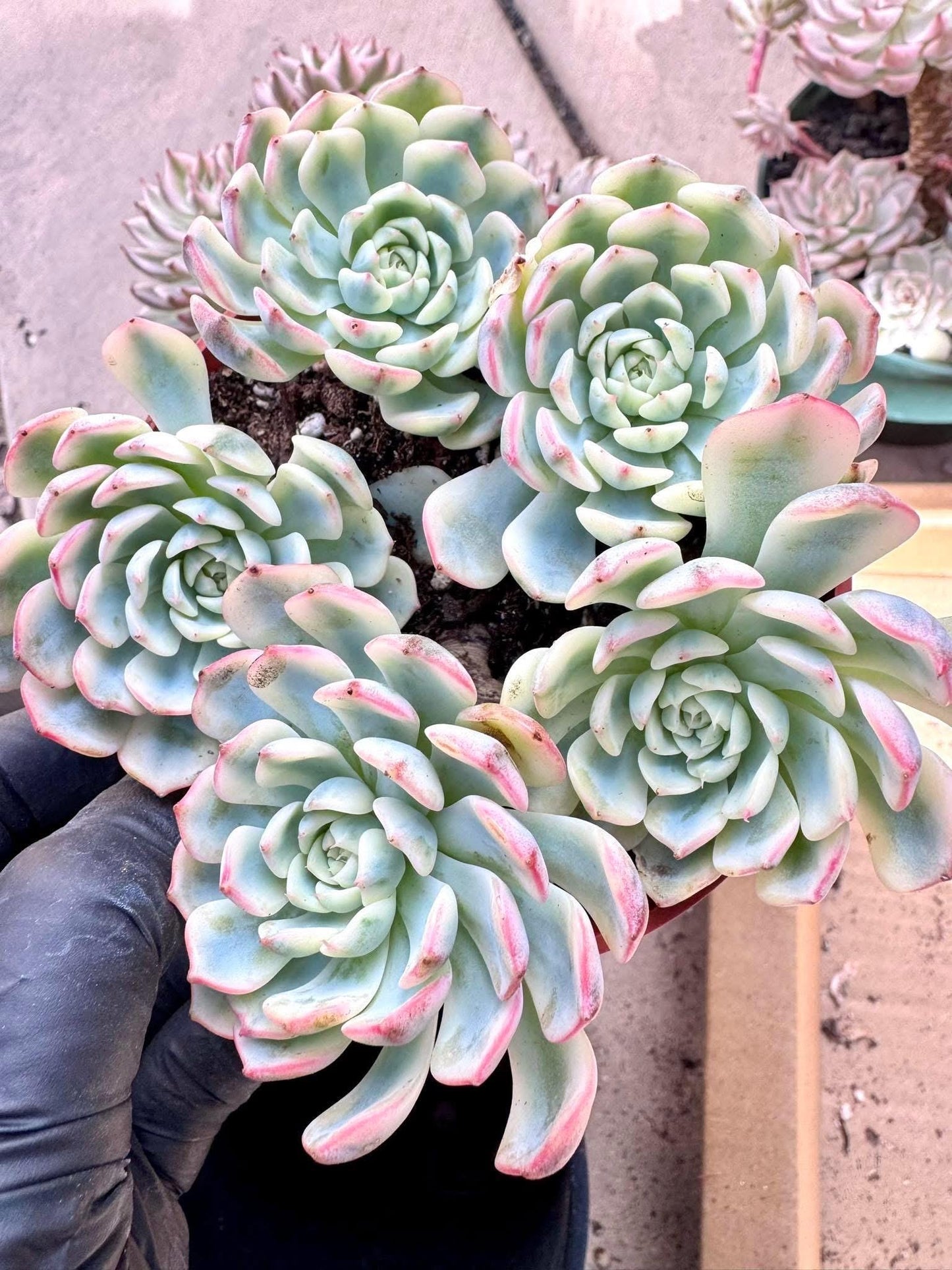 Echeveria Blue Minima Variegated | Live Succulent Plant | Korean Succulent | Variegated Echeveria | Imported Plants