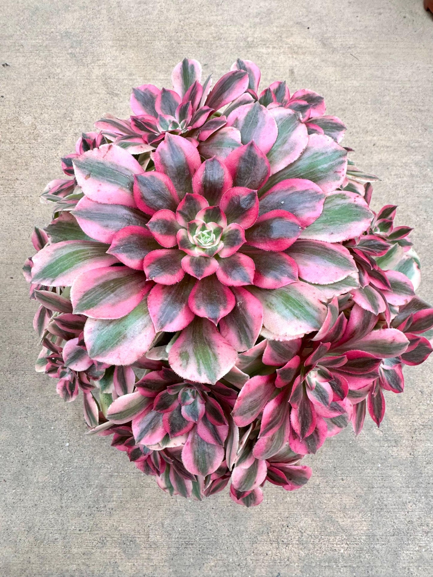 Aeonium Pink Monster Variegated | Live Succulent Plant | Korean Succulent | Rare Imported Aeonium | Imported Plants