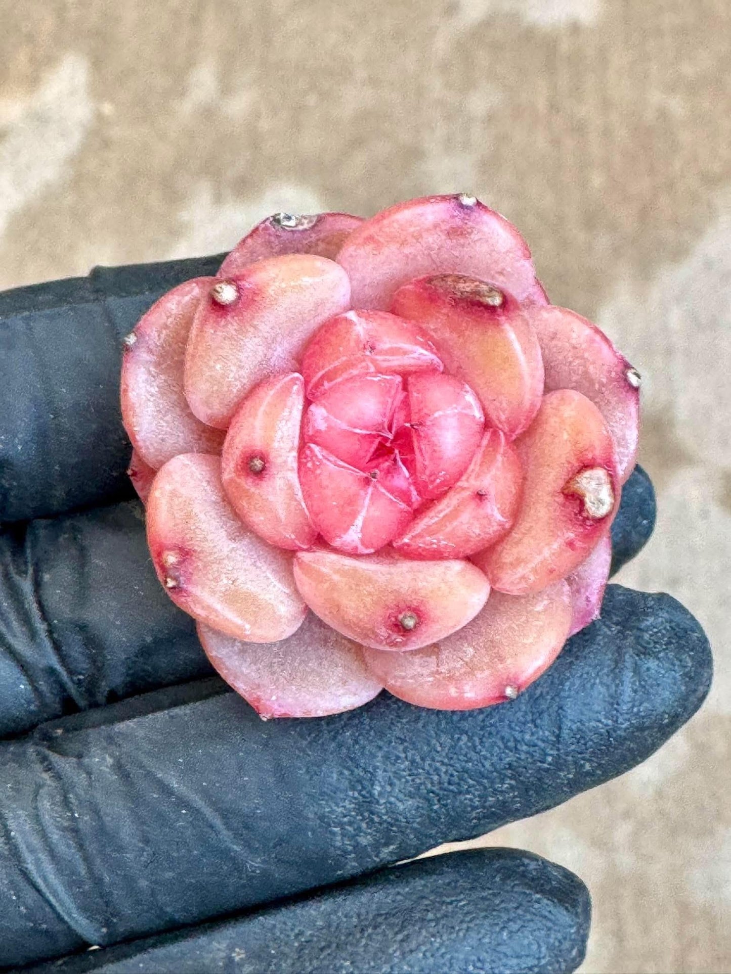 Echeveria Christmas Jenny | Rare Imported Succulent | Collector Succulent