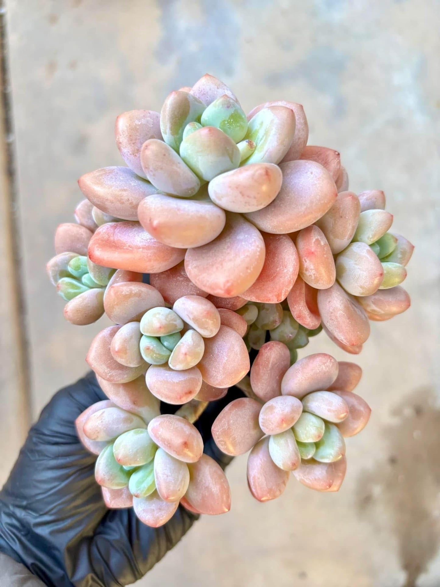 Echeveria Xylitol Variegated | Live Succulent Plant | Korean Succulent | Variegated Echeveria | Imported Plants