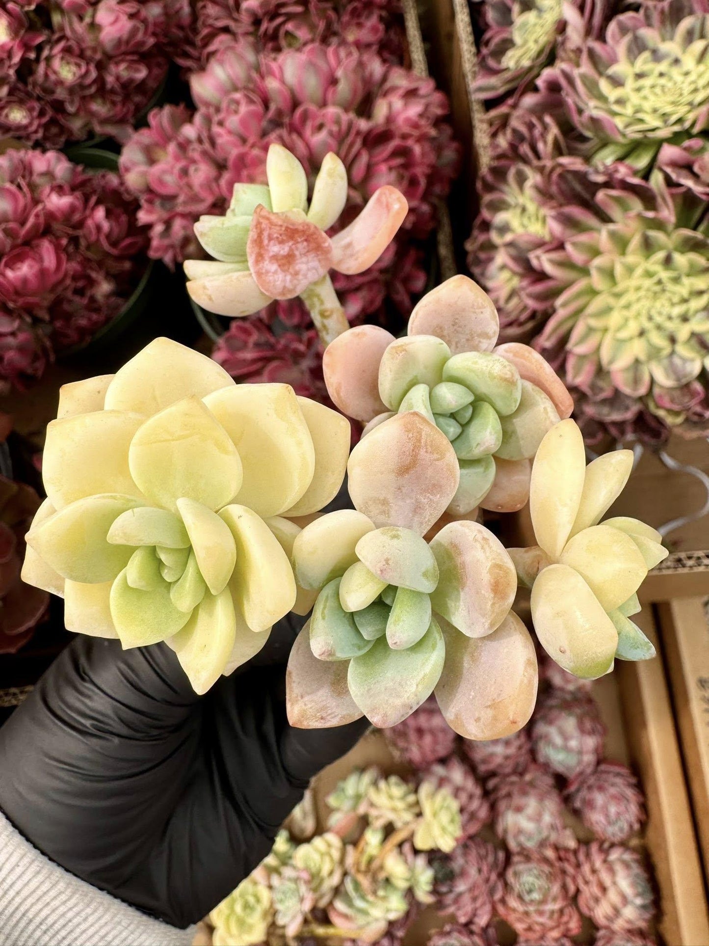 Echeveria Cold Leaf Variegated | Live Succulent Plant | Korean Succulent