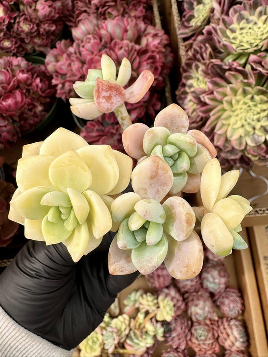 Echeveria Cold Leaf Variegated | Live Succulent Plant | Korean Succulent