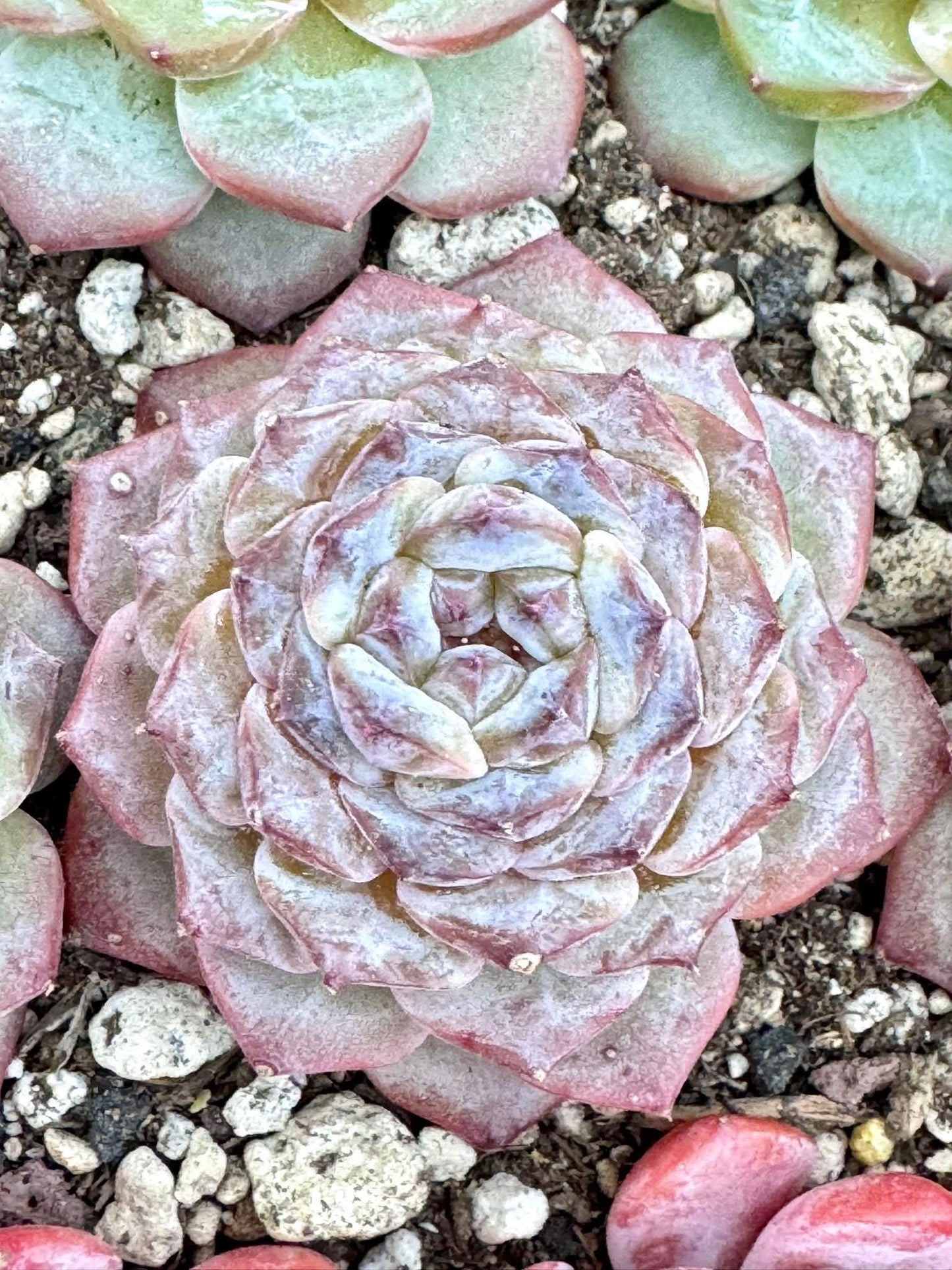 Echeveria Purple Ink | Live Succulent Plant | Korean Succulent | Variegated Echeveria | Imported Plants