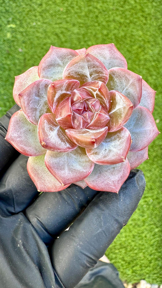 Echeveria Rosy Glow | Live Succulent Plant | Korean Succulent | Rare Imported Echeveria | Imported Plants