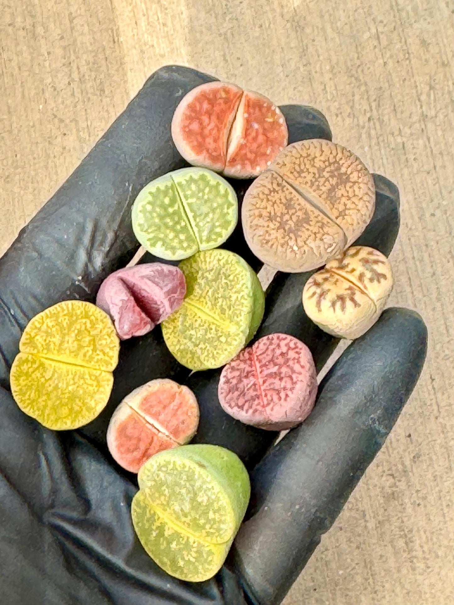 Lithops (10pcs) | Live Succulent Plant | Korean Succulent | Rare Imported Echeveria | Imported Plants